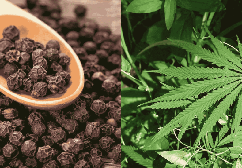 Potential of Black Pepper in Conjunction with Cannabis