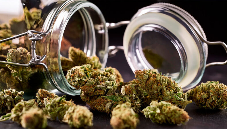 How to Store THCA Flowers for Optimal Freshness and Potency