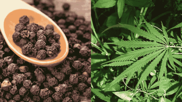 Potential of Black Pepper in Conjunction with Cannabis